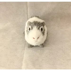 Simuliertes Meerschweinchen Plüschtier, realistisches Tierspielzeug für Kinder, weich.