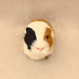 Süßes realistisches Meerschweinchen Plüschtier Simulationsmodell für Kinder Dekoration.