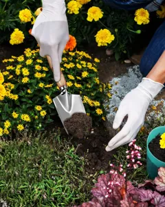 Stainless steel garden trowel with wooden handle in use for outdoor planting and soil digging.
