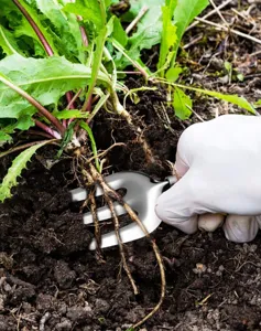 Stainless steel garden weeder tool detail showing fork removing plant roots in soil.