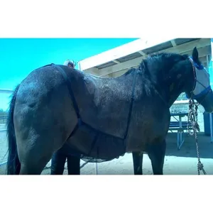 Protège-ventre de cheval en mesh respirant anti-mouches anti-rayures équipement détail