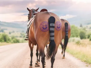 Vista dettagliata della protezione per coda di cavallo antizanzare, a strisce nere e grigie.