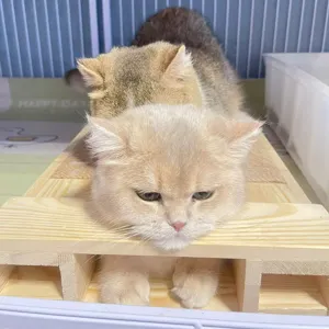Soportes de cría de gatos de madera maciza con rascador de sisal para mascotas, resistente y duradero.