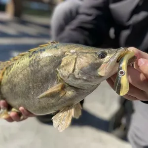 Detail shot of soft fishing lure in fish mouth, realistic swimbait for bass fishing outdoors.