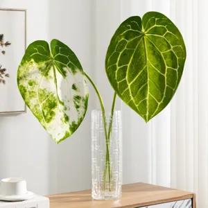 Artificial Anthurium Leaves Variegated Plant in Clear Glass Vase Home Decor Photography Prop