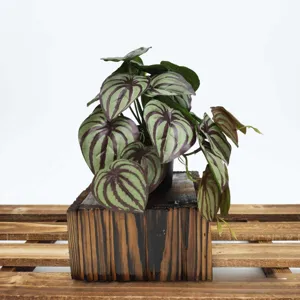 Détail de gros plan de plante artificielle peperomia pastèque pour décoration intérieure.