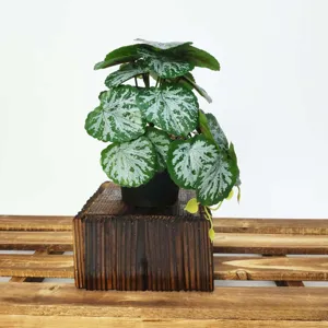 Vue rapprochée détaillée de la plante en pot artificielle aux feuilles argentées.