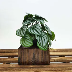 Vue de détail de la plante en pot artificielle de pépéromie pastèque aux feuilles texturées.