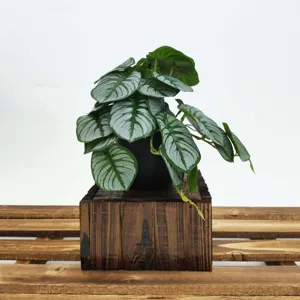 Vue détaillée d'une plante artificielle en pot aux feuilles veinées d'argent.