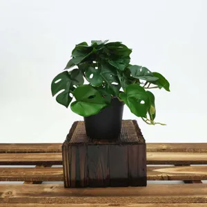Plante en pot de monstera artificielle feuillage vert mini plante de bureau pour la maison.
