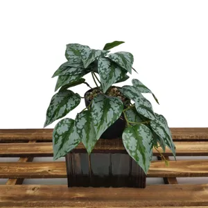 Plante en pot artificielle avec des feuilles argentées panachées, mini décoration verte.