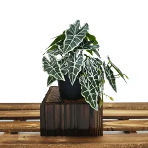 Vue détaillée de plante Alocasia artificielle, mini plante verte en pot pour déco de bureau.