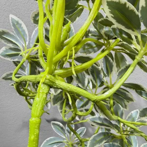 Artificial variegated plant branch close-up for home decoration, realistic green foliage style.