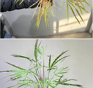 Plante artificielle aralie en pot feuille d'érable japonaise décoration d'intérieur