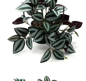 Detailed view of artificial watermelon peperomia plant with silver green leaves and pot.