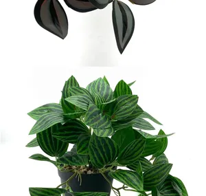 Artificial watermelon peperomia potted hanging plant for indoor outdoor wall decor details