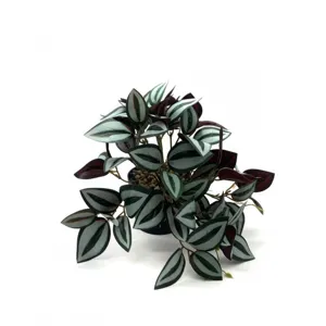 Artificial watermelon peperomia potted plant indoor outdoor hanging wall decor green