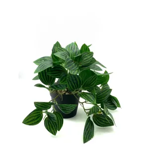 Artificial hanging plant potted watermelon peperomia vine green faux plant decor for indoor home.