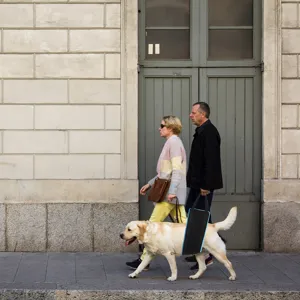 Dog mobility sling for rear legs support, postoperative recovery and senior dog walking help.