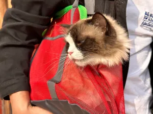 Sac à dos de transport en filet respirant pour chats et petits chiens voyage en plein air.