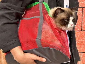Vue détaillée du sac de transport pour animaux en filet respirant, design rouge et gris.