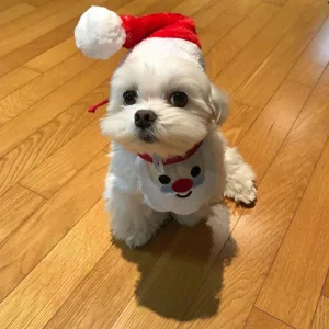Costume di Natale per animali domestici con cappello da Babbo Natale rosso e bavaglino di pupazzo.