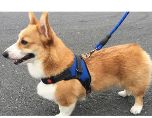 Set pettorina e guinzaglio per cani blu, pettorina a gilet per passeggiate animali domestici.