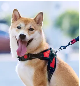 Primo piano del cane con pettorina rossa e nera, fibbia di sicurezza e dettaglio del guinzaglio.