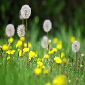Sfondo di macrofotografia di piumino di tarassaco naturale per gioielli stile foresta fai da te