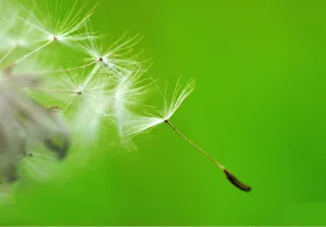 Primo piano macro di semi di tarassaco naturali soffice peluria dettaglio per fai da te