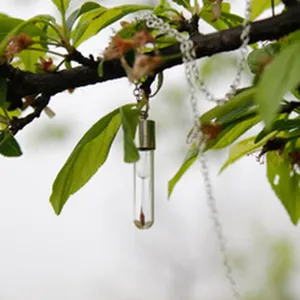 Close-up detail of a delicate glass vial pendant necklace featuring a natural plant seed inside.