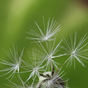 Semi di tarassaco naturali piumino soffice per collana bottiglia desideri fai da te artigianato