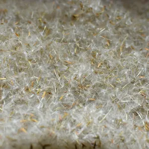 Semi di tarassaco essiccati naturali peluria per fai da te bottiglia collana materiale