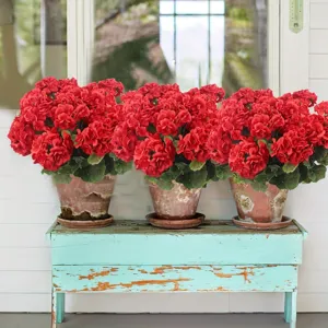 Detailed view of artificial red geranium flowers in rustic terracotta pots on a blue wooden bench.