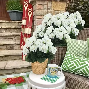 White artificial geranium flower potted plant for home outdoor garden courtyard wedding decor