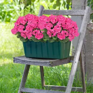 Artificial geranium flowers in green planter pot for outdoor garden decor detail shot.