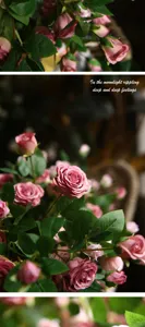 Dettaglio rosa artificiale di Milano, squisito arrangiamento floreale rosa per decoro.