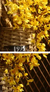 Gros plan détaillé de branche de fleurs de forsythia jaunes artificielles pour la décoration.