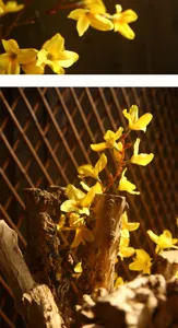 Détail de fleur de forsythia artificielle, idéale pour la décoration d'intérieur.