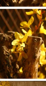 Gros plan sur les détails de fleurs de forsythia artificielles avec décor en bois pour bel intérieur.