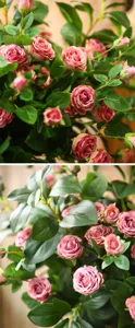 Primo piano dettagliato di rose artificiali rosa e foglie verdi per la decorazione di casa.