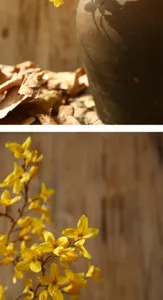 Détail en gros plan d'une branche de forsythia artificielle aux pétales jaunes réalistes.