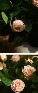 Fiori di rose in seta artificiale primo piano dettaglio composizione decorazione