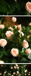 Dettaglio di rose artificiali, composizione floreale finta rosa per decorazioni.