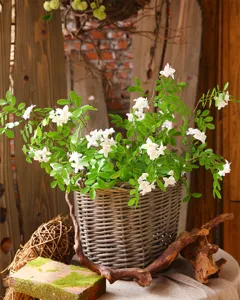 Close-up of artificial bean locust flower branch with green leaves in a rustic wicker basket.