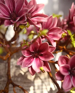 Close-up of artificial magnolia flower branch, ideal for stylish home and living room decor.