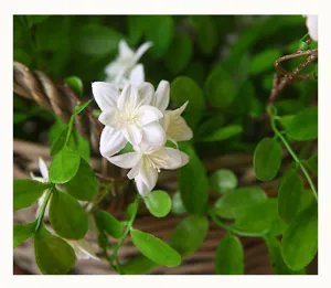 Artificial locust flower white single branch detail shot for home decoration floral display.