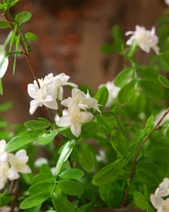 Close-up view of artificial Sophora flowers with delicate white petals and green leaves.