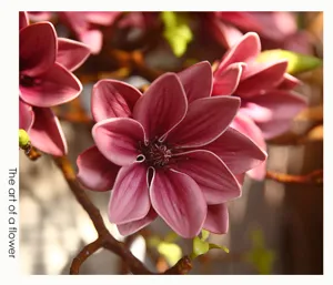 Artificial magnolia flower detail close up, elegant PU floral decor for home interior.