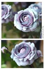 Stunning artificial ranunculus flowers for home decor, beautiful faux floral table centerpiece.